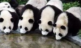 西安熊猫爆料事件最新,真相与争议交织的舆论漩涡