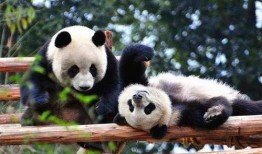 西安熊猫爆料事件最新,真相与争议交织的舆论漩涡