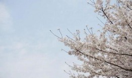 樱花校园春季最新版爆料,校园春意盎然，精彩活动轮番上演